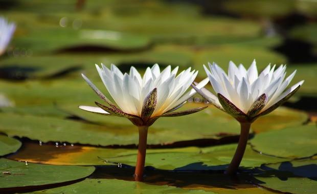 属虎的本命:虚空藏菩萨 生肖虎守护神