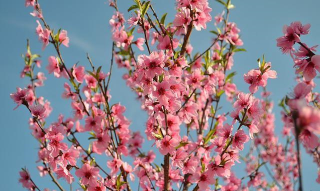 家装中哪些风水会碍桃花？