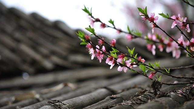 专题图片:命中有桃花劫会离婚吗，遇到桃花劫应该怎么办